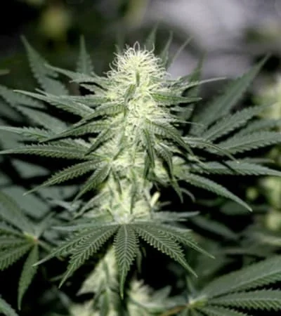 Sour Diesel