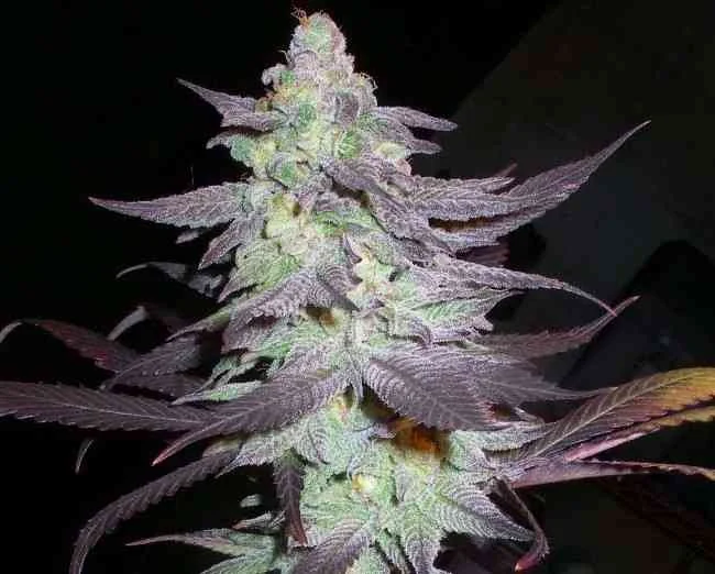 Purple Wreck