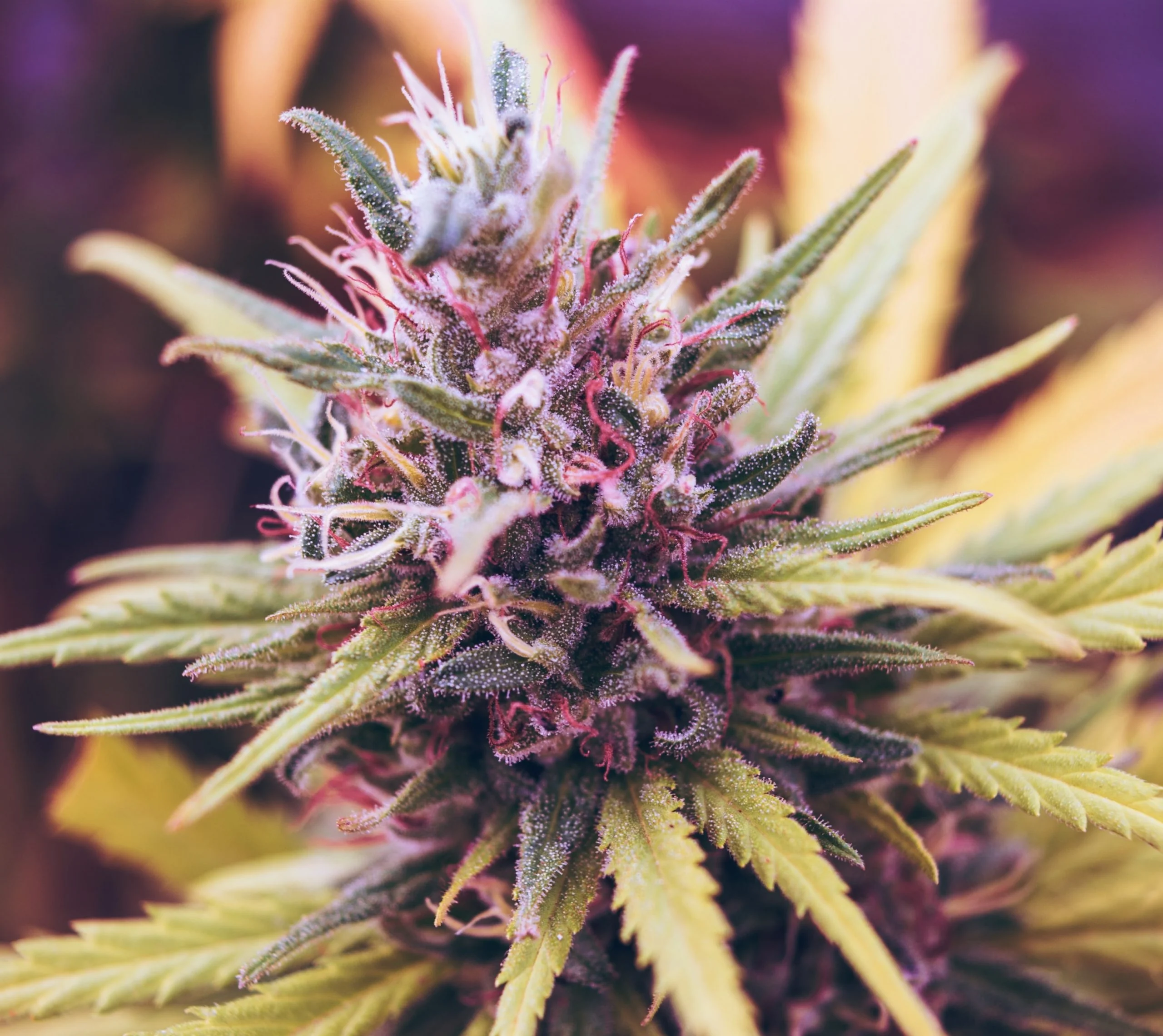 Granddaddy Purple