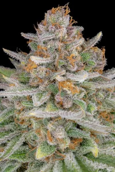 Strawberry Pie 4