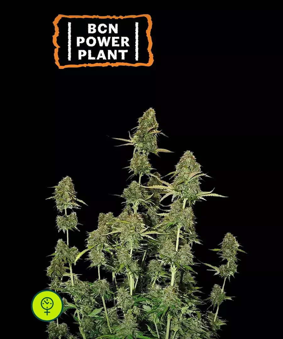 Bcn Power Plant