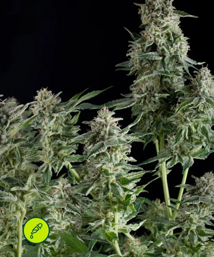 Northern Lights Cbd