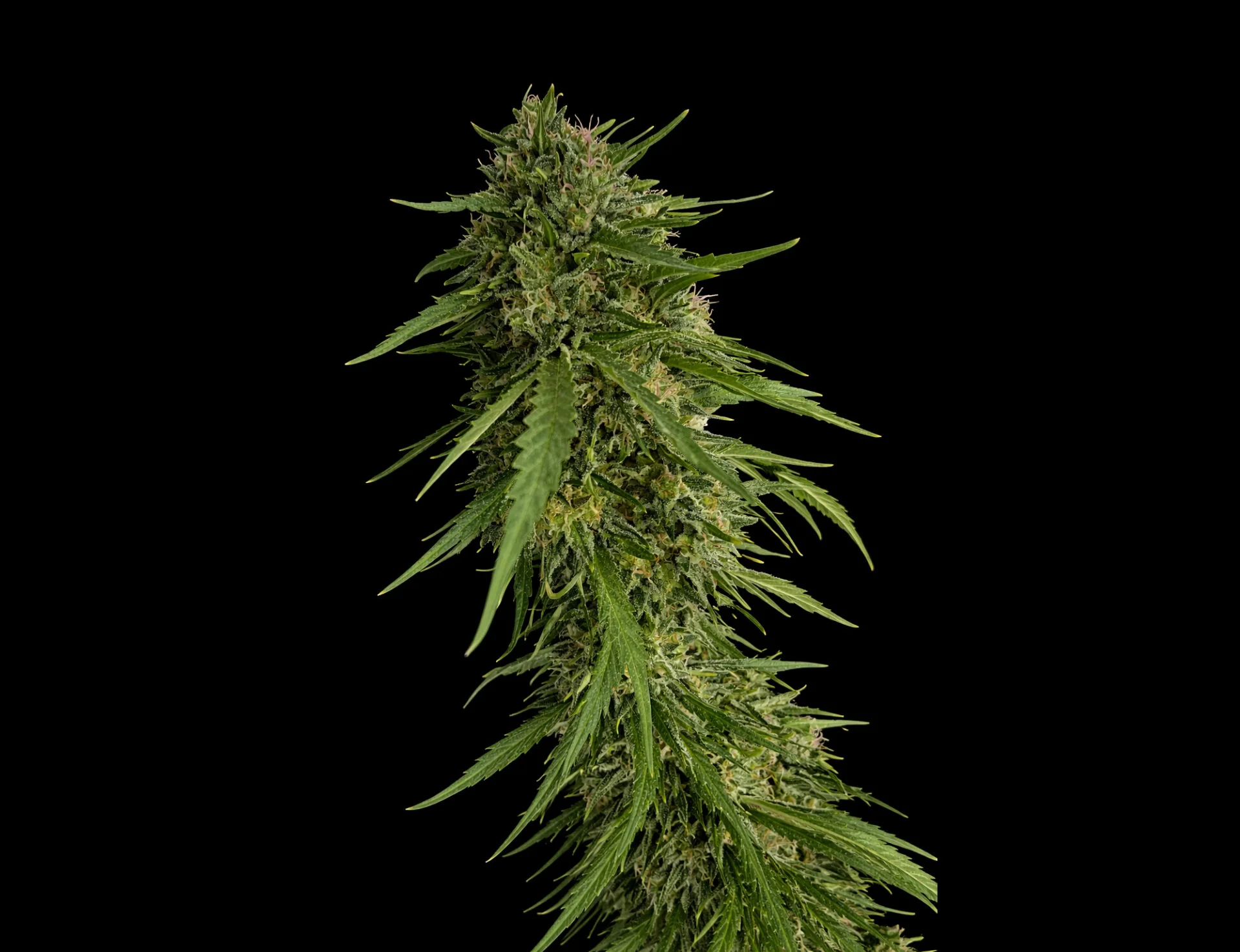 Sour Secret