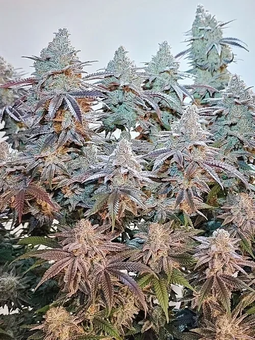 Miracle Grapefruit 2