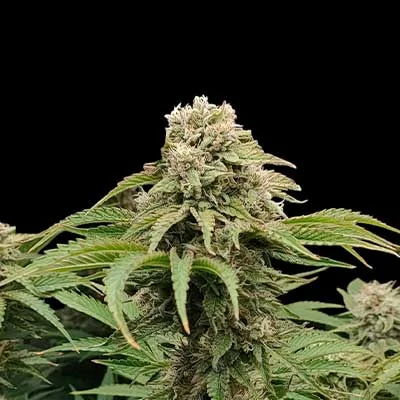 Lemon Mandarin