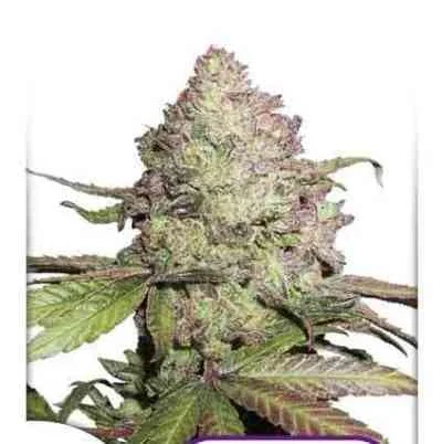 Cbd Charlottes Angel