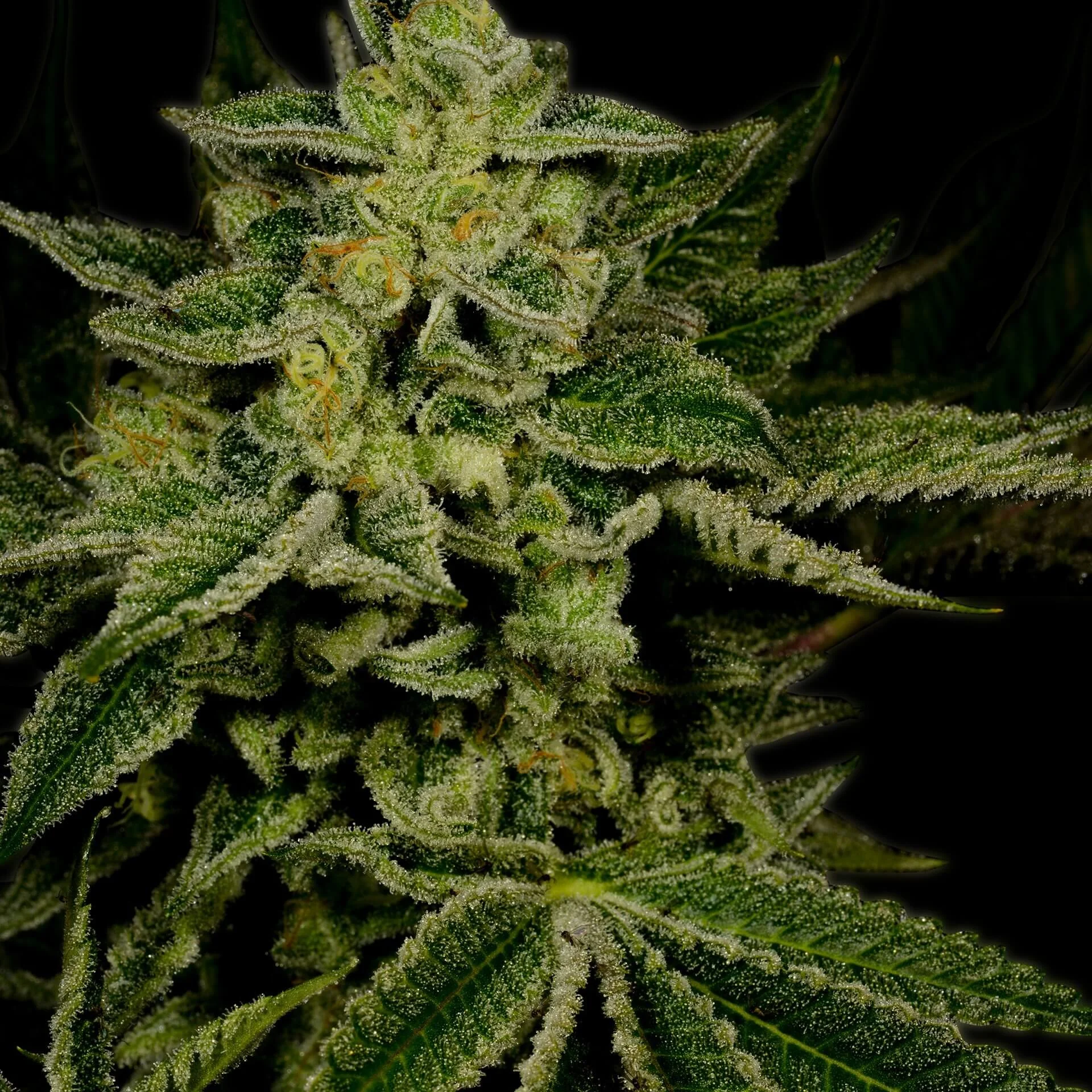 Jack Herer