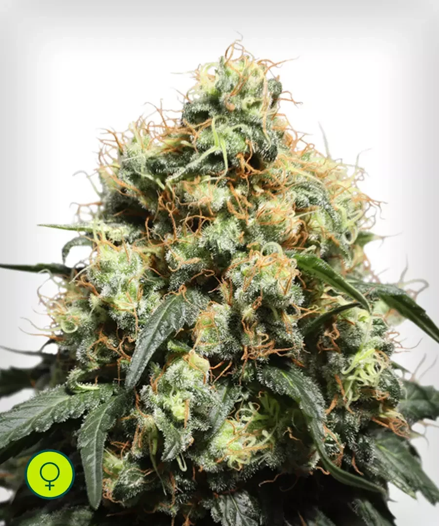 Bruce Lemon Diesel