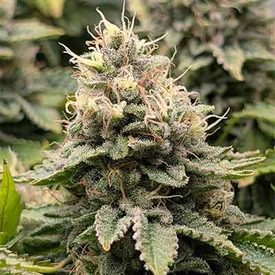 Mimosa Evo