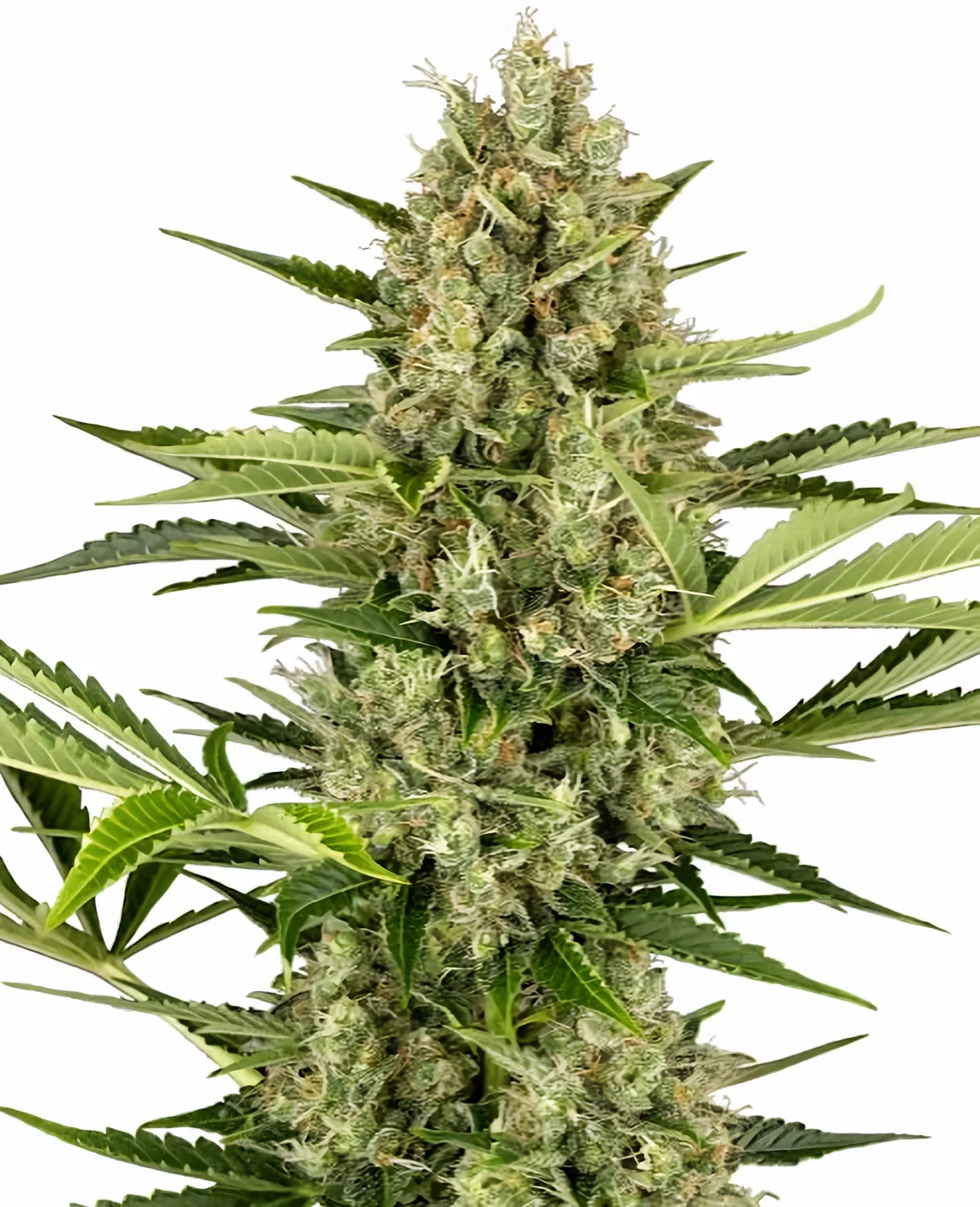 Jack Herer