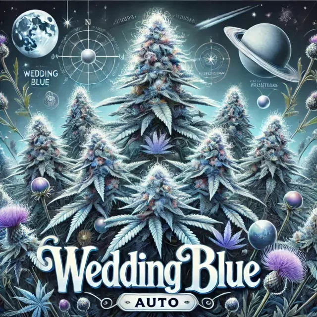 Wedding Glue