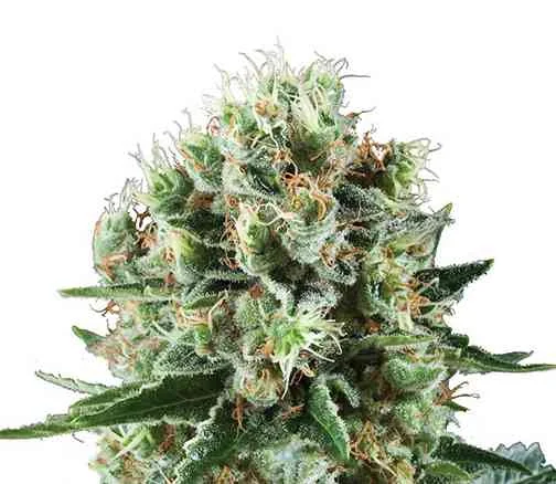 Critical Kush 3
