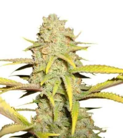 O G Kush