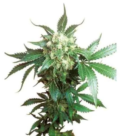 Black Domina