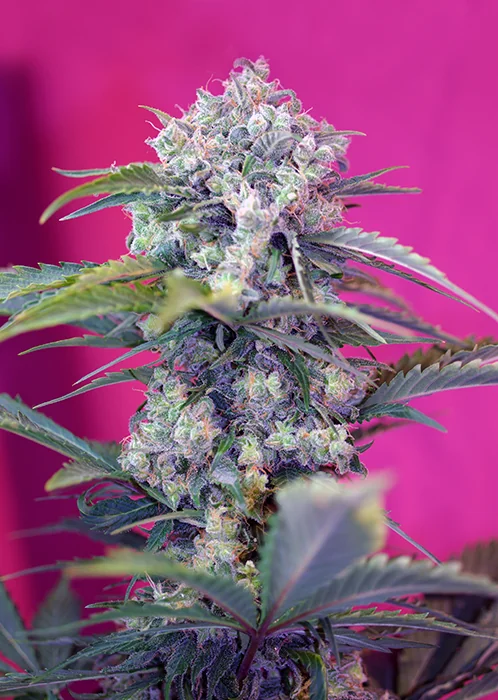 Cream Mandarine
