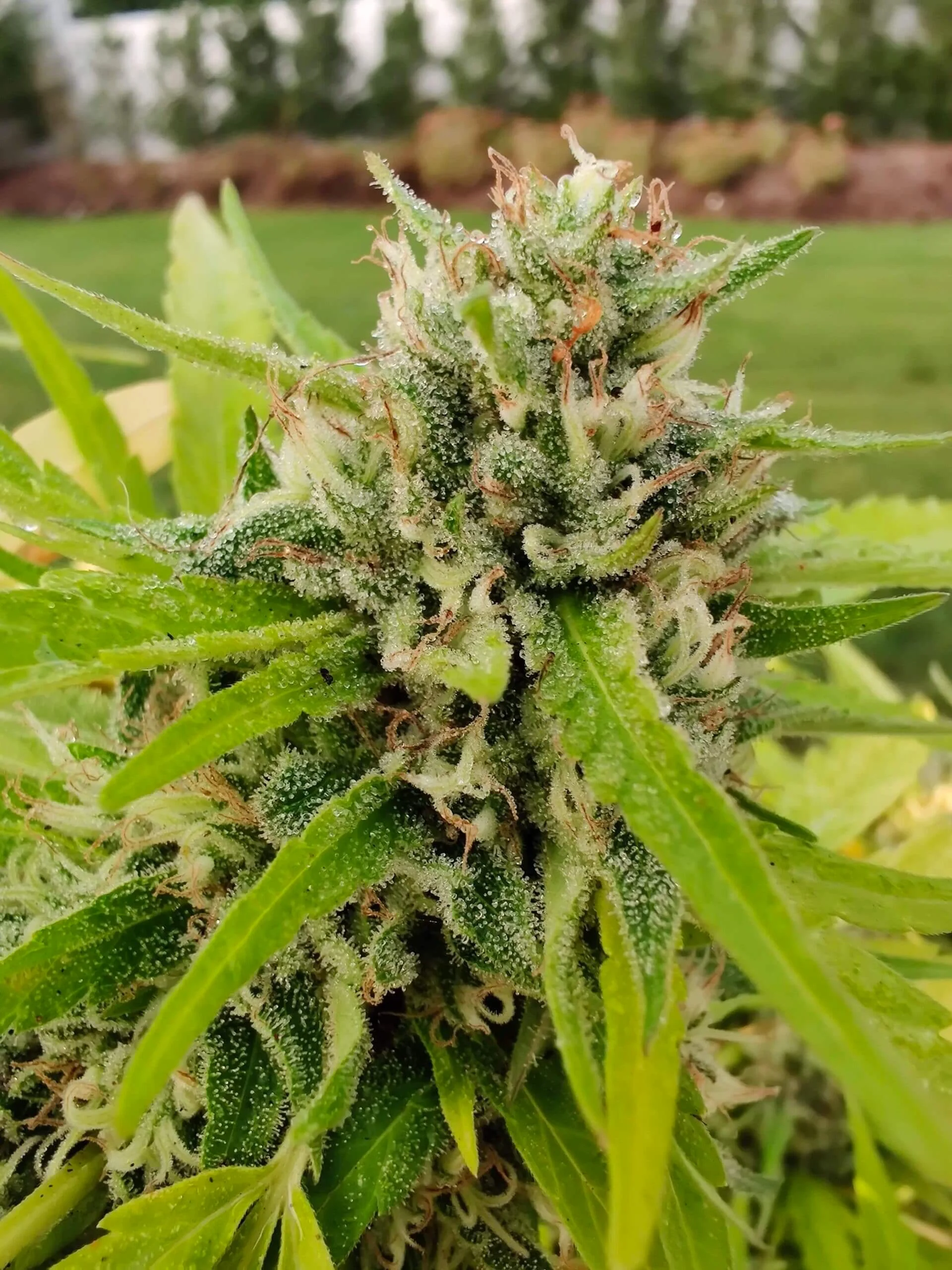 Cannatonic Cbd