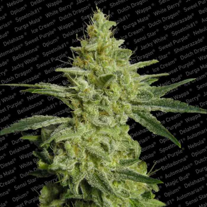 Allkush 2