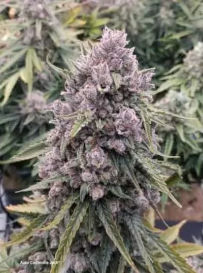 Cinderella Jack