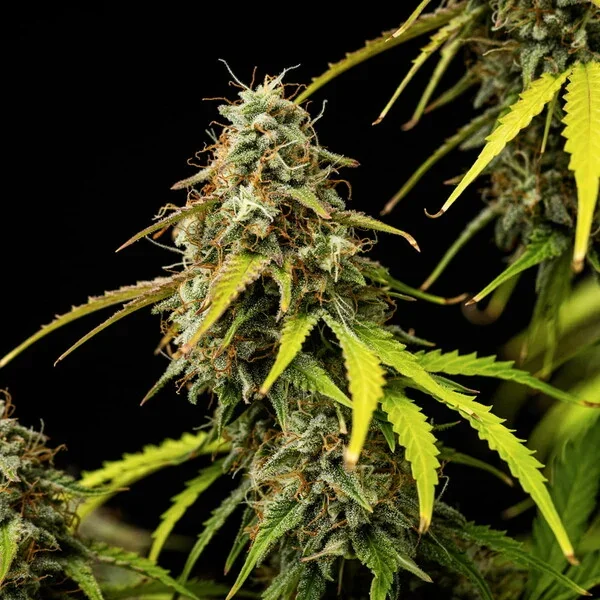Atlas Cbd F1