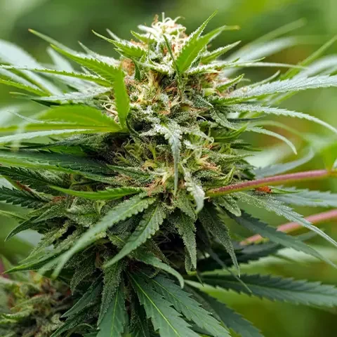 Amnesia Kush Latitudsurseeds