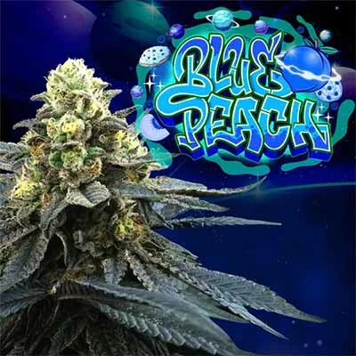 Blue Peach