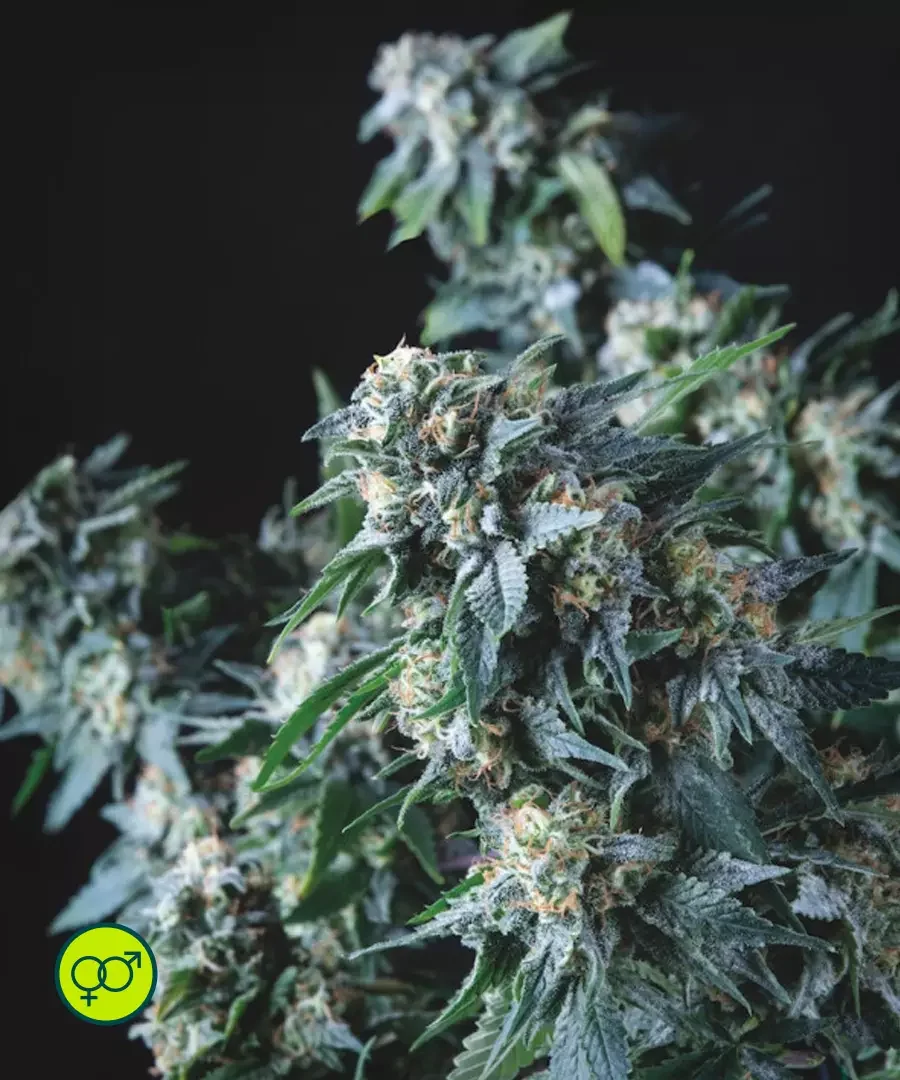 Amnesia Gold