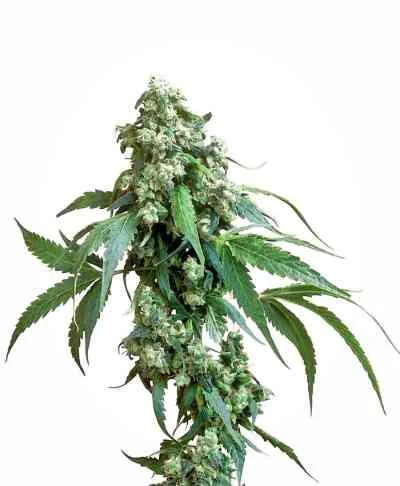 Jack Flash