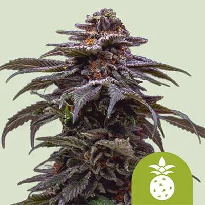 Tropicana Cookies Purple