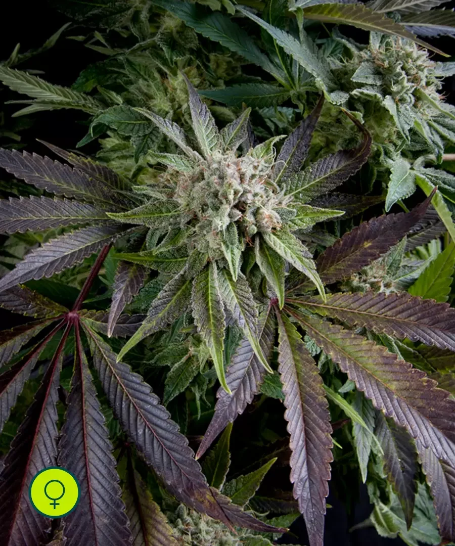 Blue Pyramid