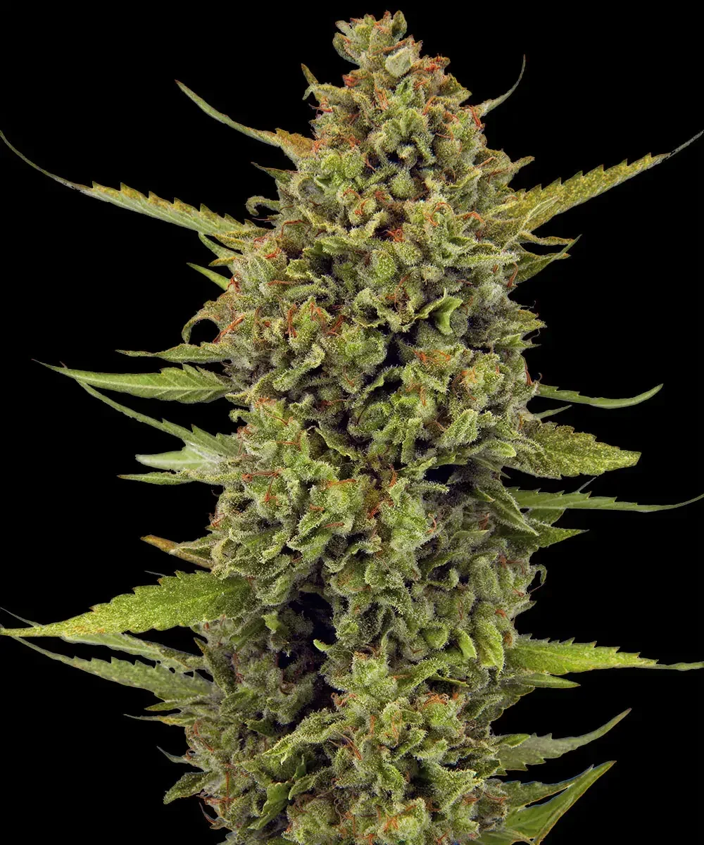 Acapulco Gold