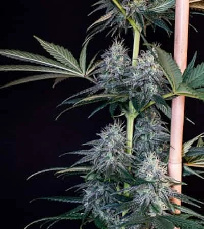Cookies Gelato 4
