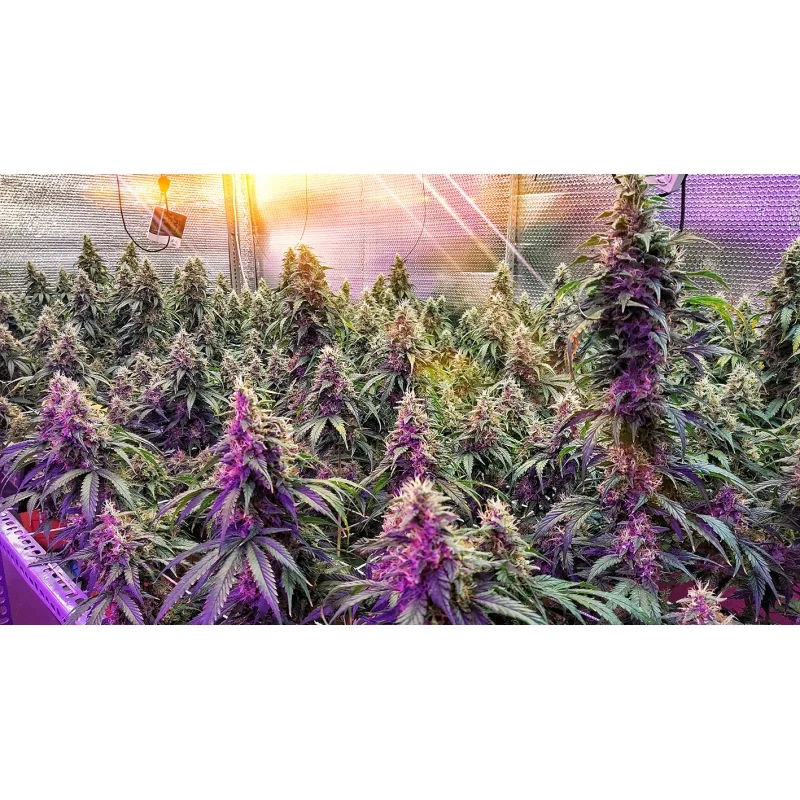 Frosty Friday 2