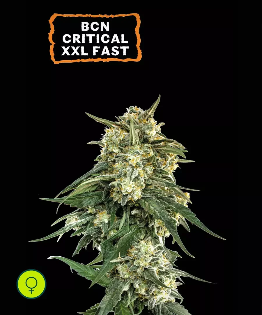 Bcn Critical Xxl