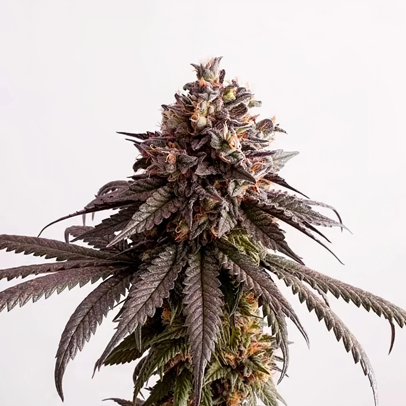 Gelato