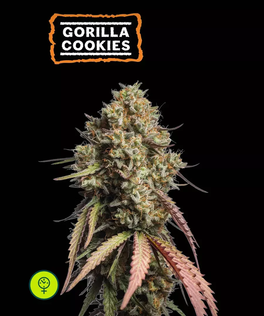 Gorilla Cookies