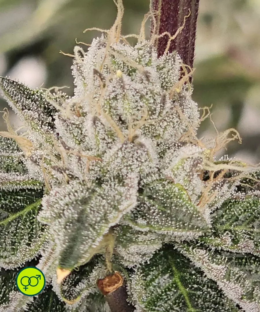 Club Kush