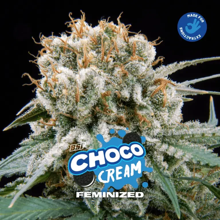 Choco Cream
