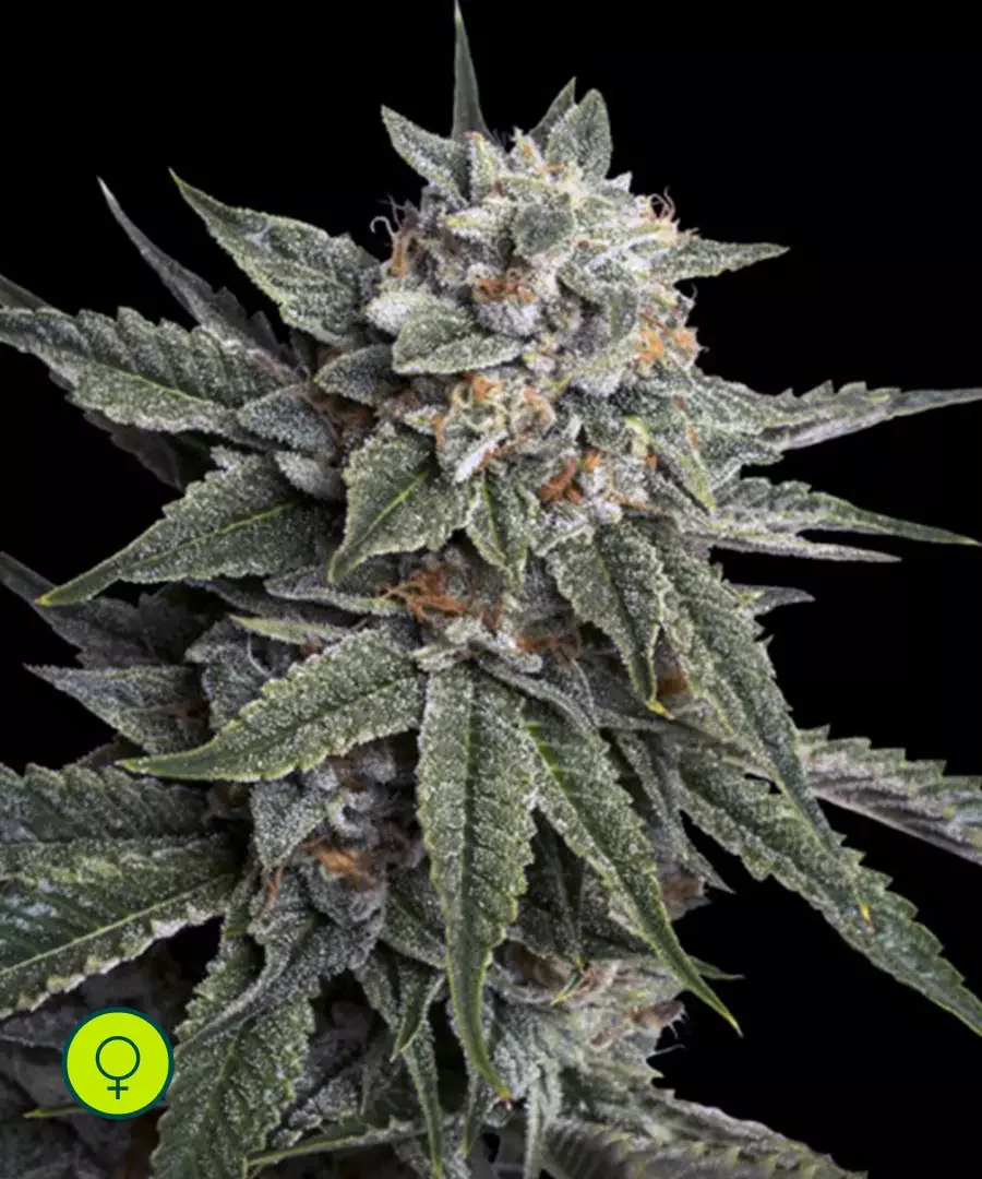 Holy Grail Kush