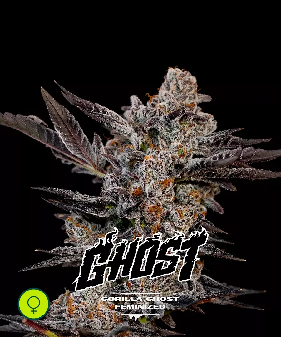 Gorilla Ghost