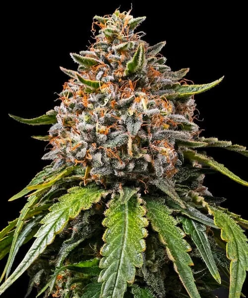 Gas 3