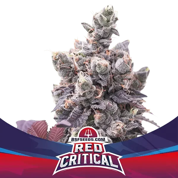 Red Critical