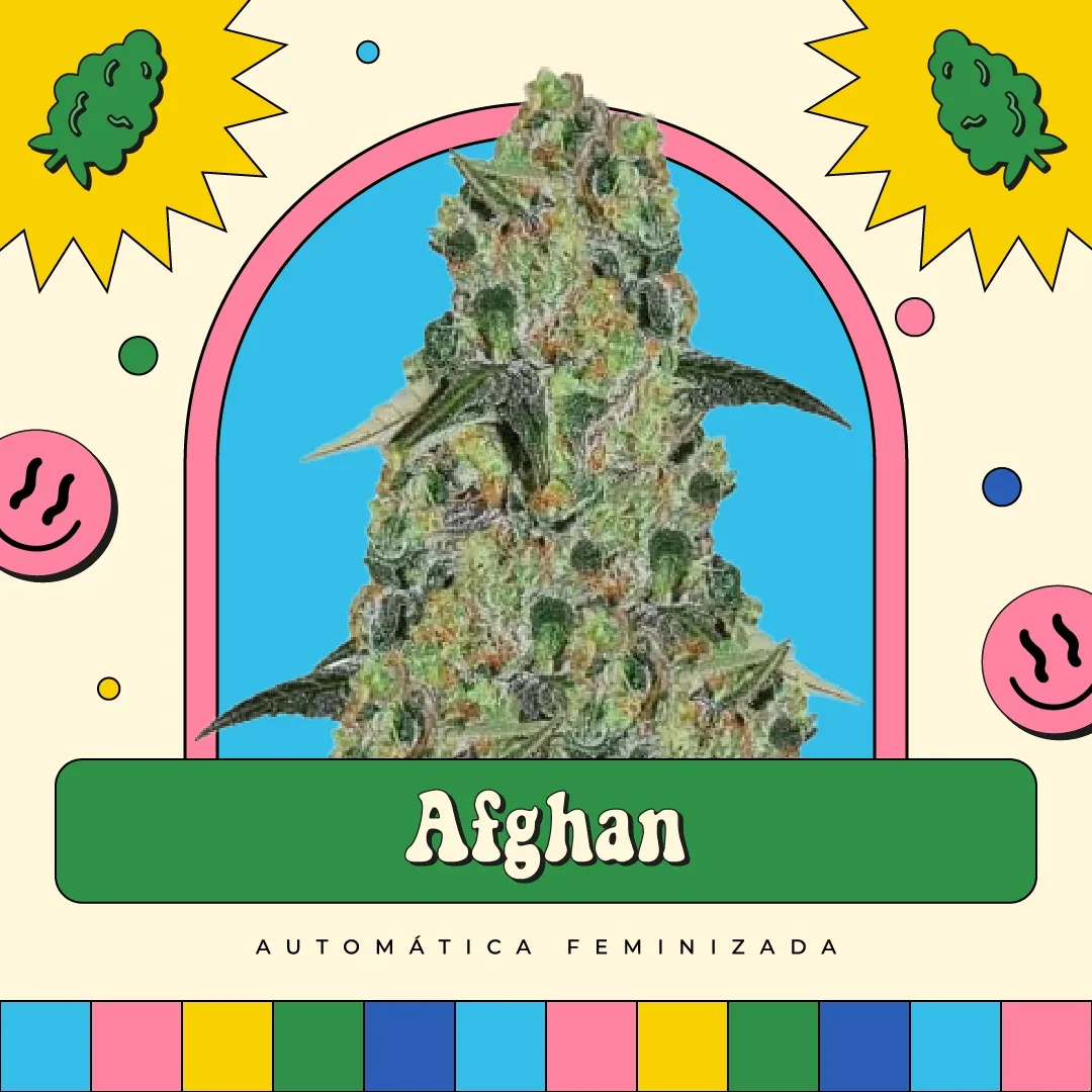 Afghan