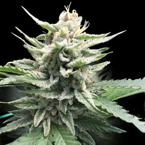 Honey Banana 2