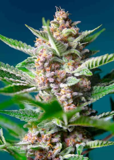 Purple Punch Og