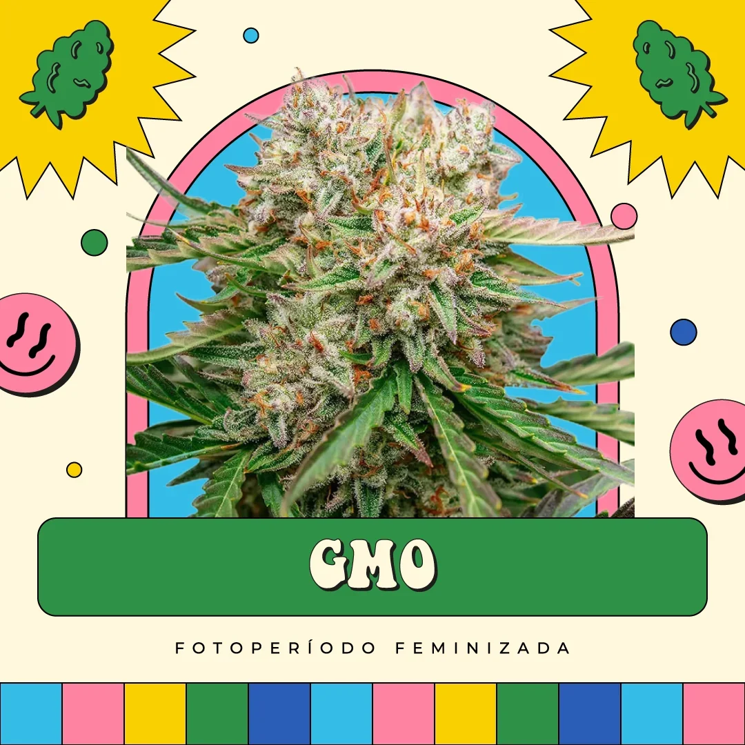 Gmo