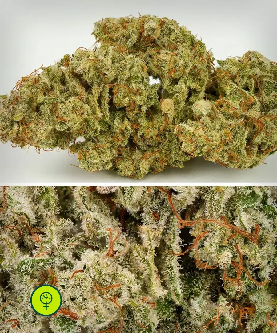 Sfv Og