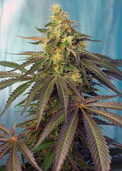 Cream Caramel Cbd 2