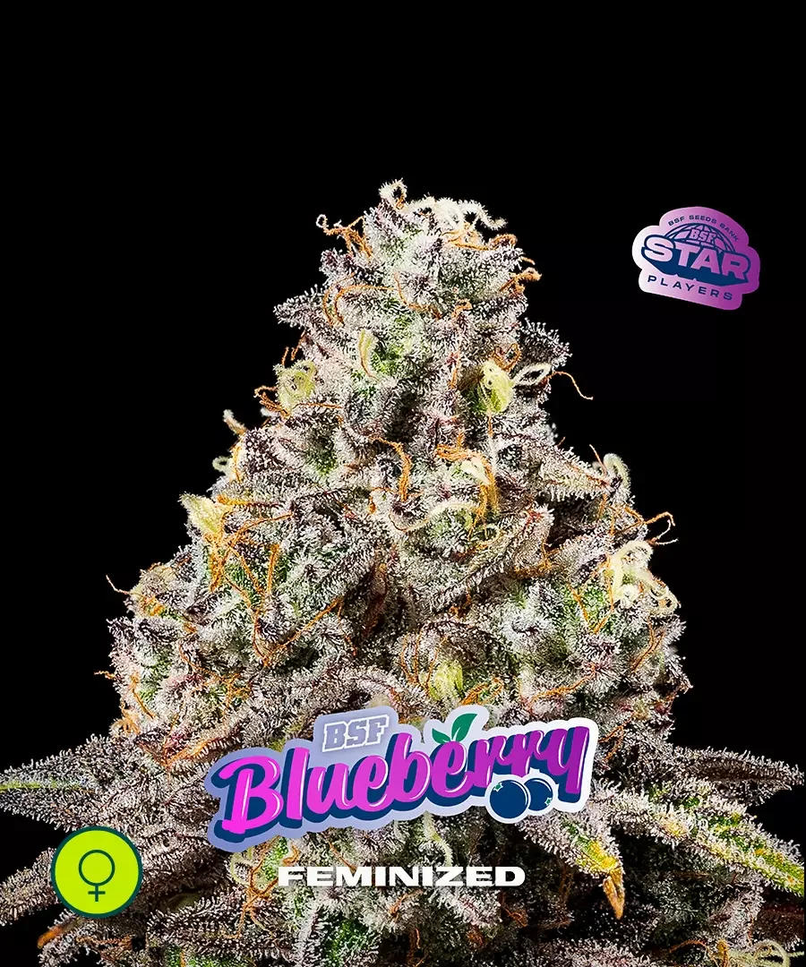 Blueberry Bsf