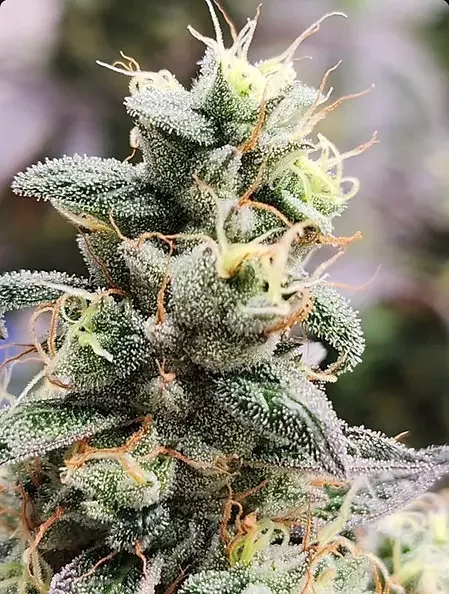 Sour Lime Sherbet 4