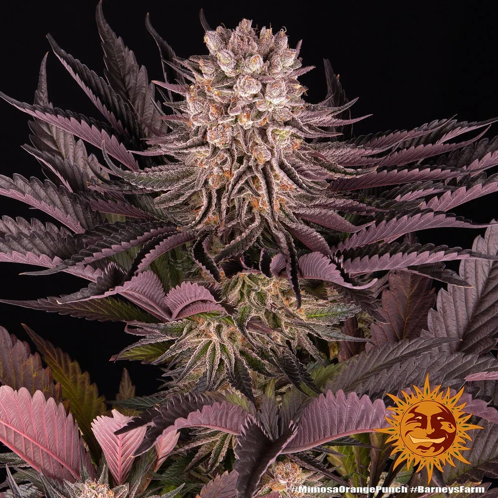 Mimosa X Orange Punch